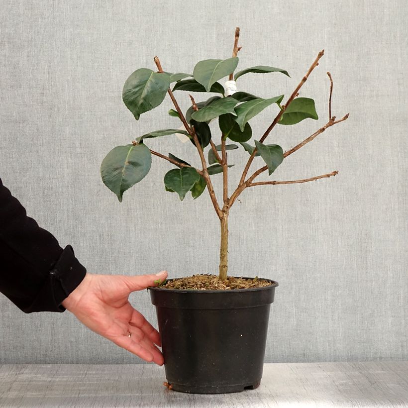 Example of Camellia Marie-Galante - Japanische Kamelie Topf mit 4L/5L as you get in printemps