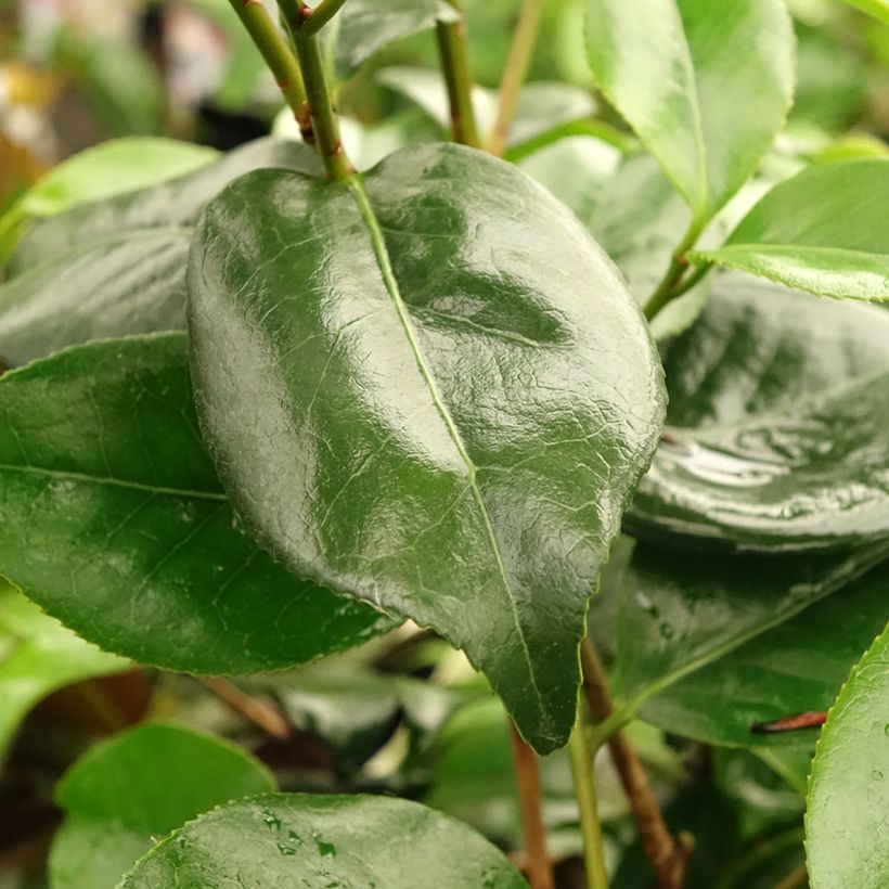 Camellia Midnight Variegated - Japanische Kamelie (Foliage)