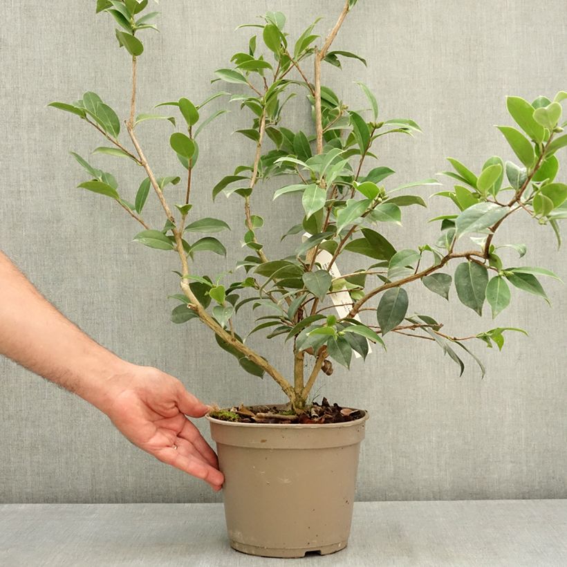 Exemplar von Camellia williamsii Mimosa Jury - Kamelie Topf mit 4L/5L wie im Sommer geliefert