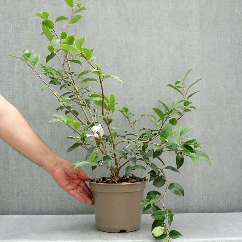 Exemplar von Camellia williamsii Mimosa Jury - Kamelie Topf mit 4L/5L wie im Frühjahr geliefert