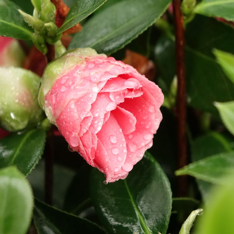 Camellia Mrs Tingley - Japanische Kamelie (Blüte)