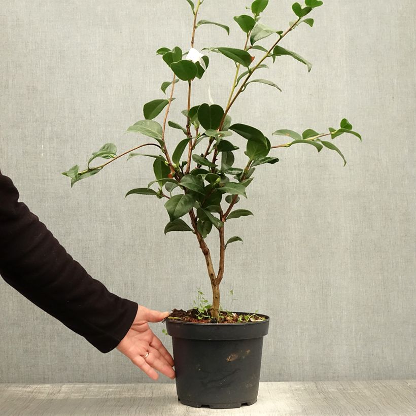 Exemplar von Camélia Nuccio's Cameo - Camellia japonica Pot de 4L/5L wie im Herbst geliefert