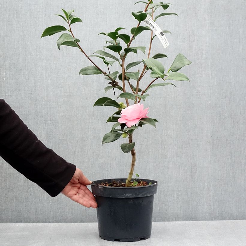 Example of Camellia Nuccio's Cameo - Japanische Kamelie Topf mit 4L/5L as you get in printemps