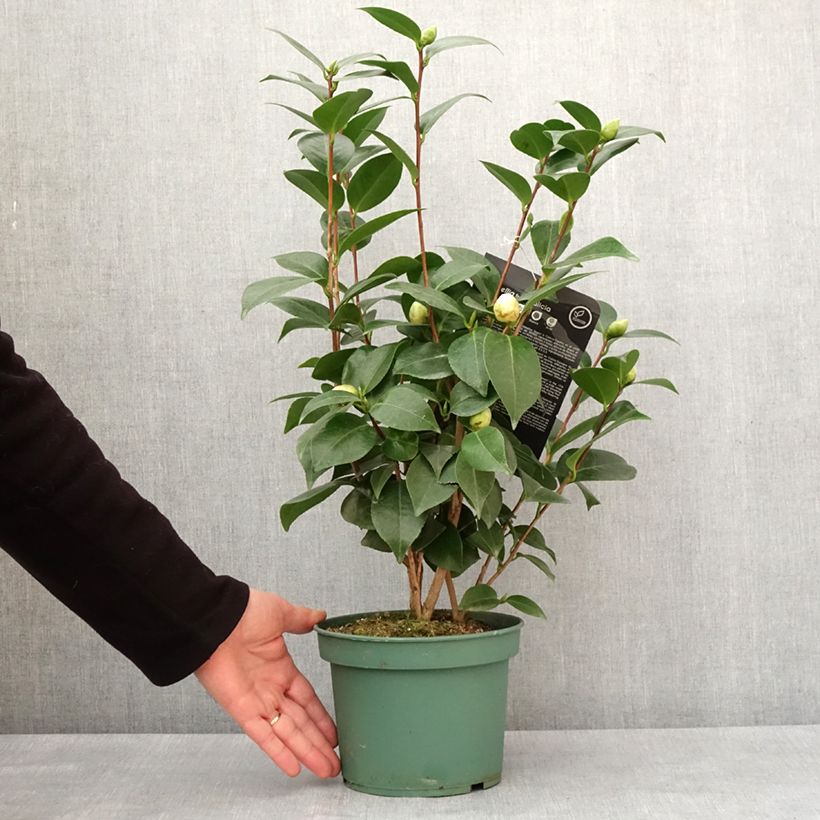 Exemplar von Camélia Nuccio's Gem - Camellia japonica  Pot de 2L/3L wie im Winter geliefert