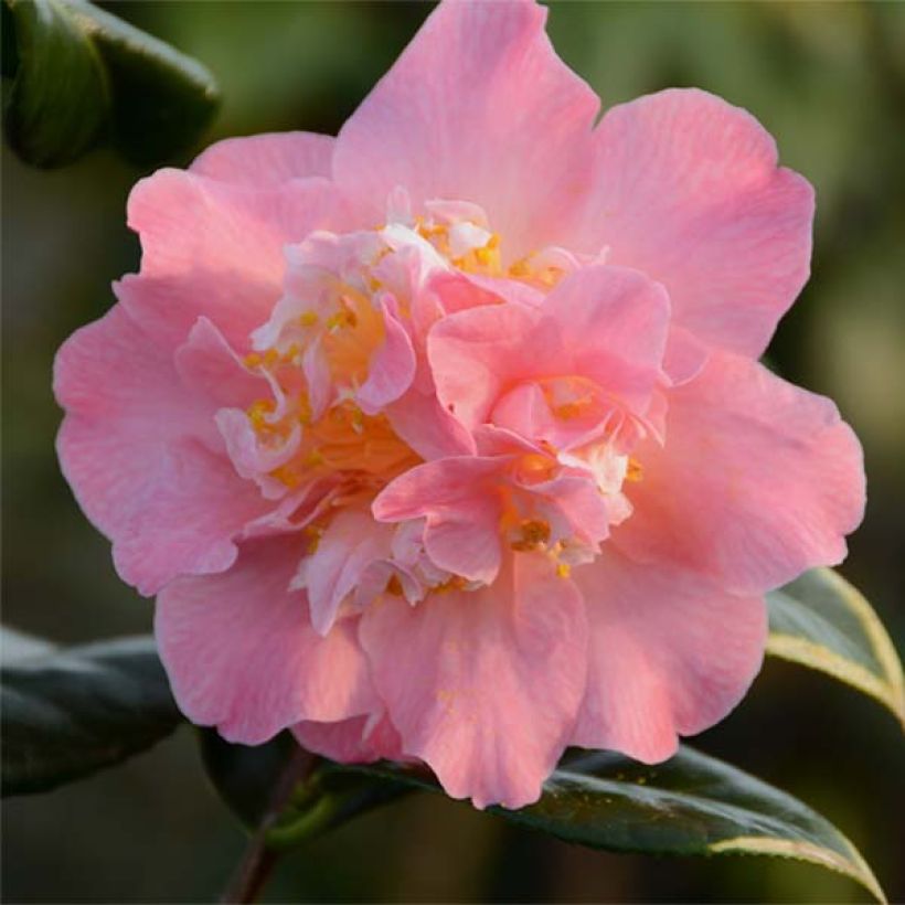 Camellia Paddy's Perfumed - Japanische Kamelie (Flowering)