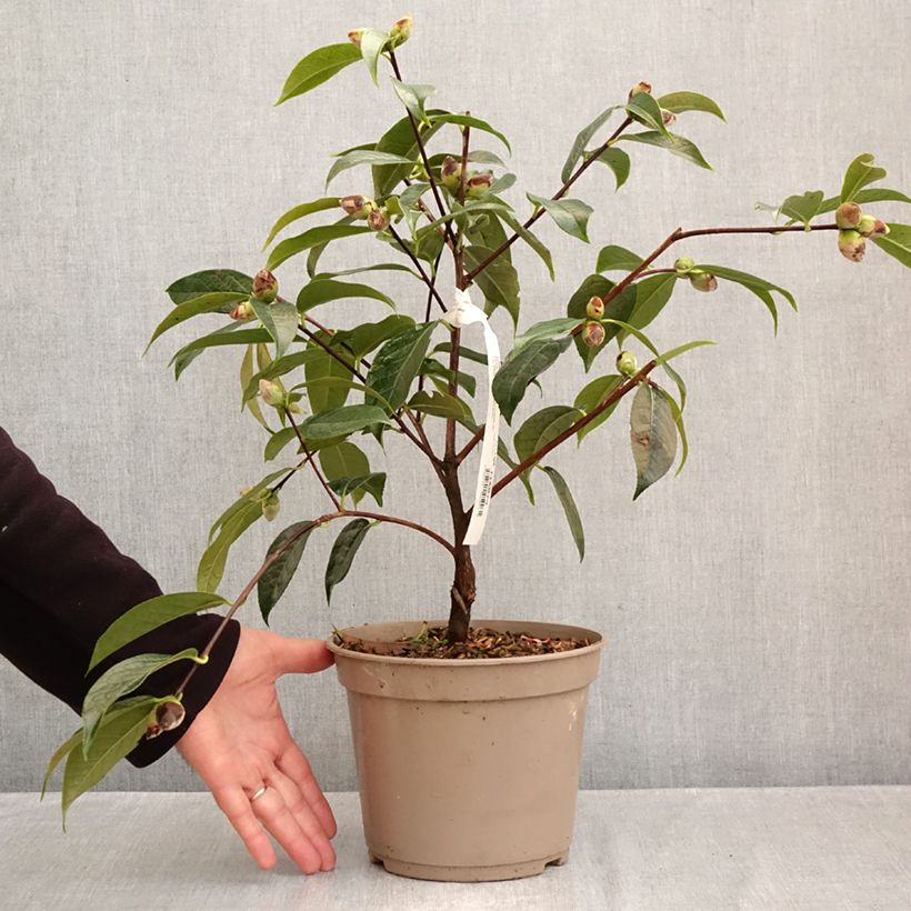 Exemplar von Camellia reticulata China Lady - Kamelie Topf mit 4L/5L wie im Herbst geliefert