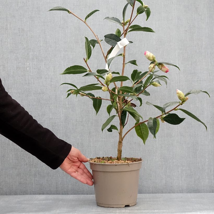 Exemplar von Camellia reticulata China Lady - Kamelie Topf mit 4L/5L wie im Winter geliefert