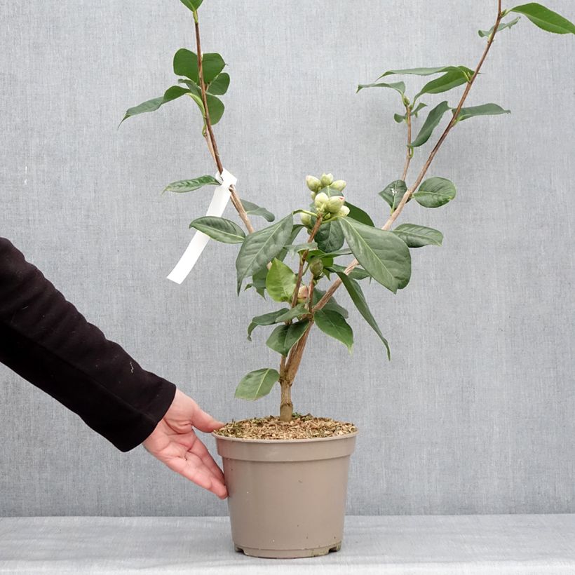 Exemplar von Camélia réticulé Den Burton - Camellia reticulata Pot de 4L/5L wie im Winter geliefert