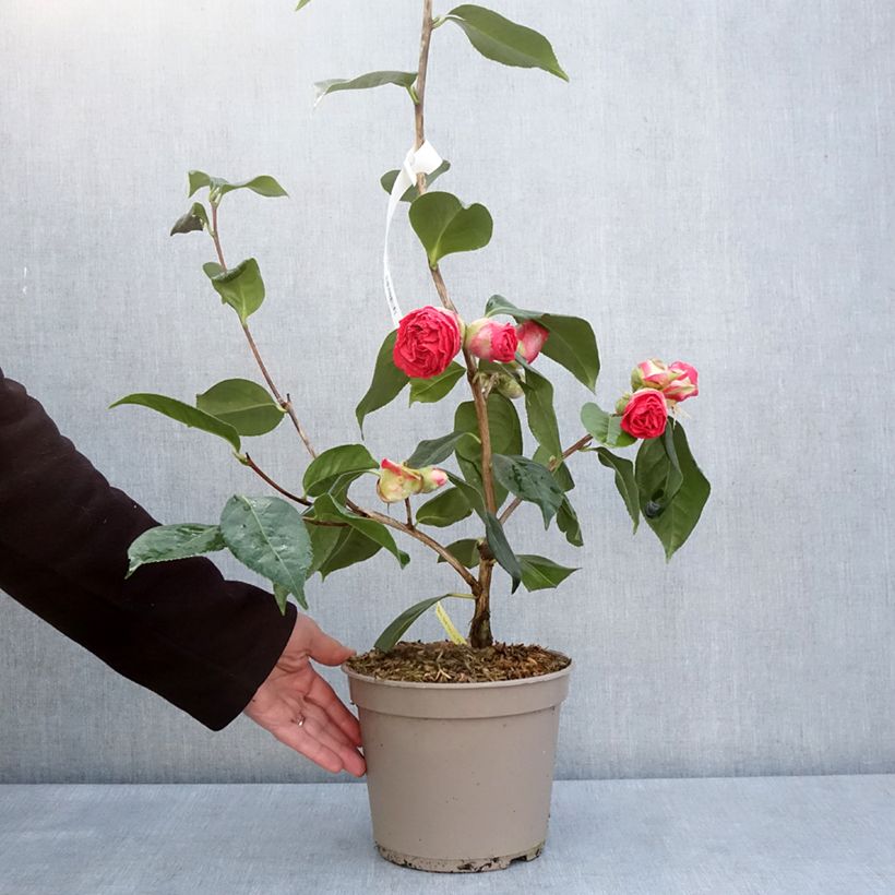 Exemplar von Camellia reticulata Den Burton - Kamelie Topf mit 4L/5L wie im Frühjahr geliefert