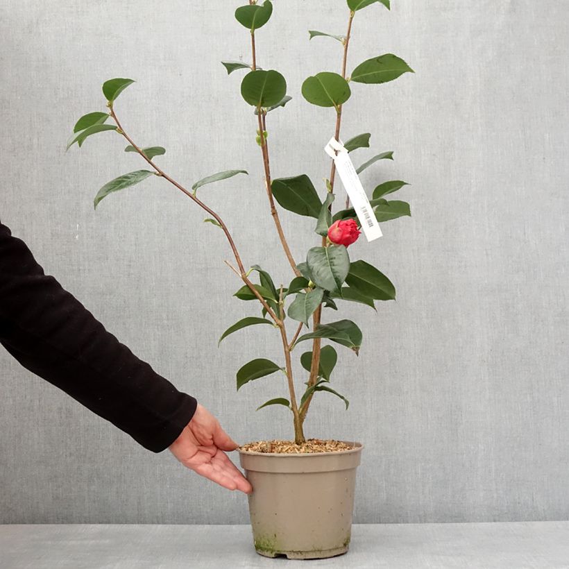 Exemplar von Camélia réticulé Dr Clifford Parks - Camellia reticulata Pot de 4L/5L wie im Winter geliefert