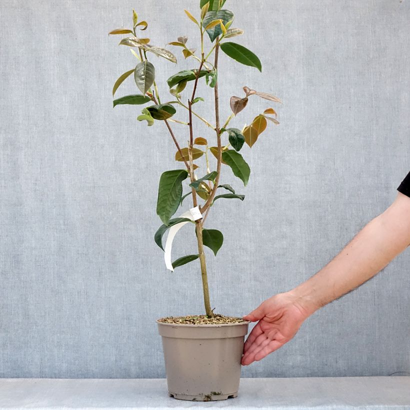 Exemplar von Camellia reticulata Dr Clifford Parks - Kamelie Topf mit 4L/5L wie im Frühjahr geliefert