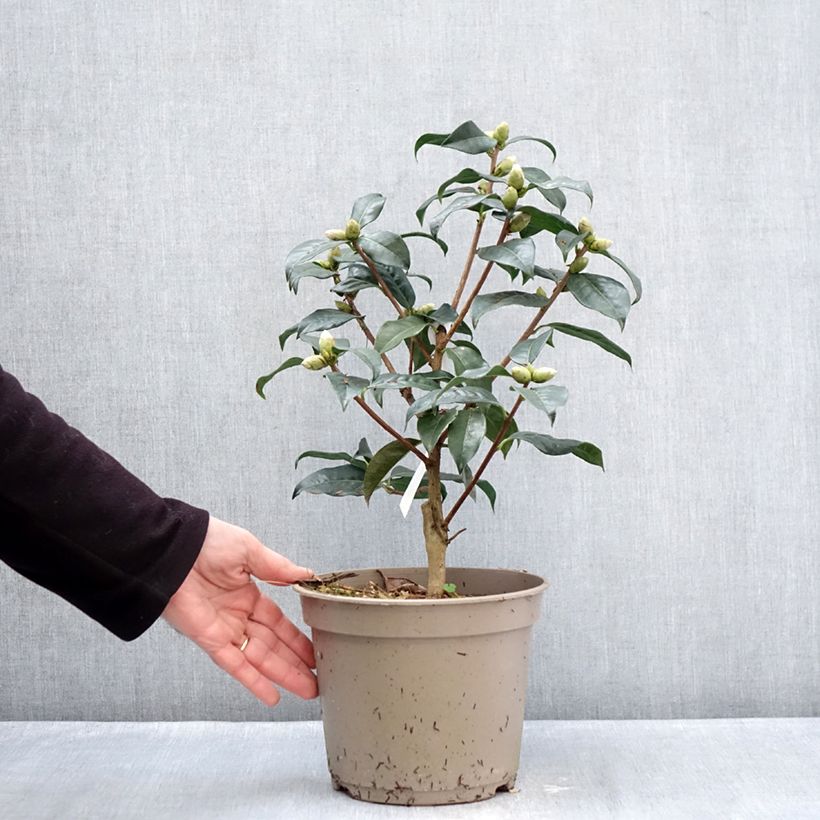 Exemplar von Camellia reticulata Ile Crozet - Kamelie Topf mit 4L/5L wie im Winter geliefert