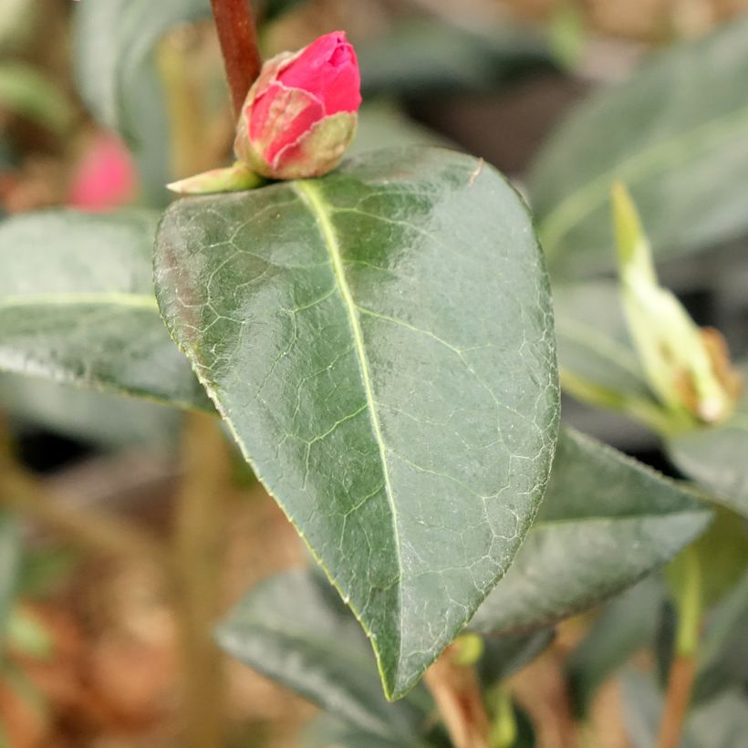 Camellia reticulata Illumination - Kamelie (Laub)