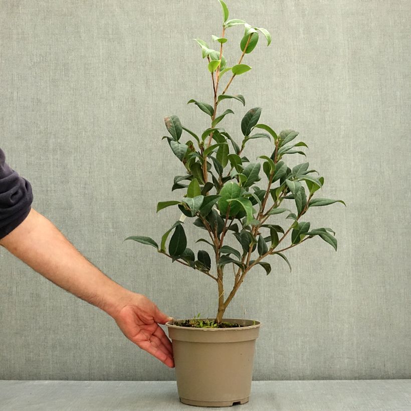 Exemplar von Camellia reticulata Illumination - Kamelie Topf mit 4L/5L wie im Sommer geliefert