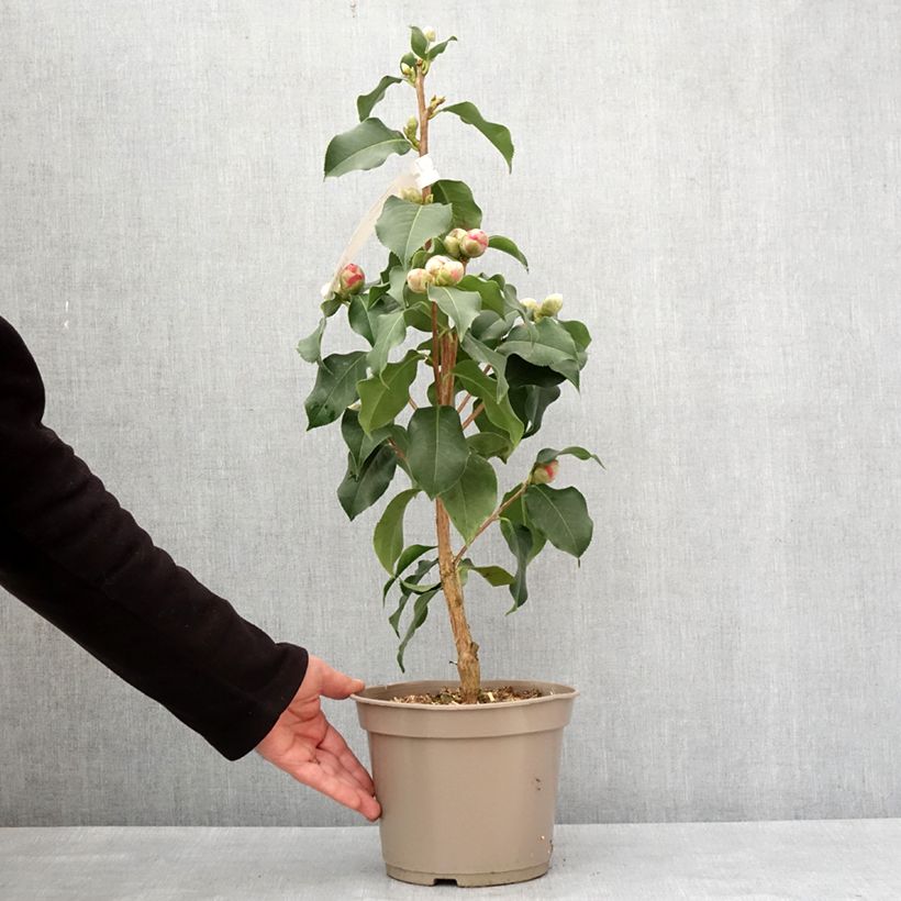 Exemplar von Camélia réticulé Larry Piet - Camellia reticulata Pot de 4L/5L wie im Winter geliefert