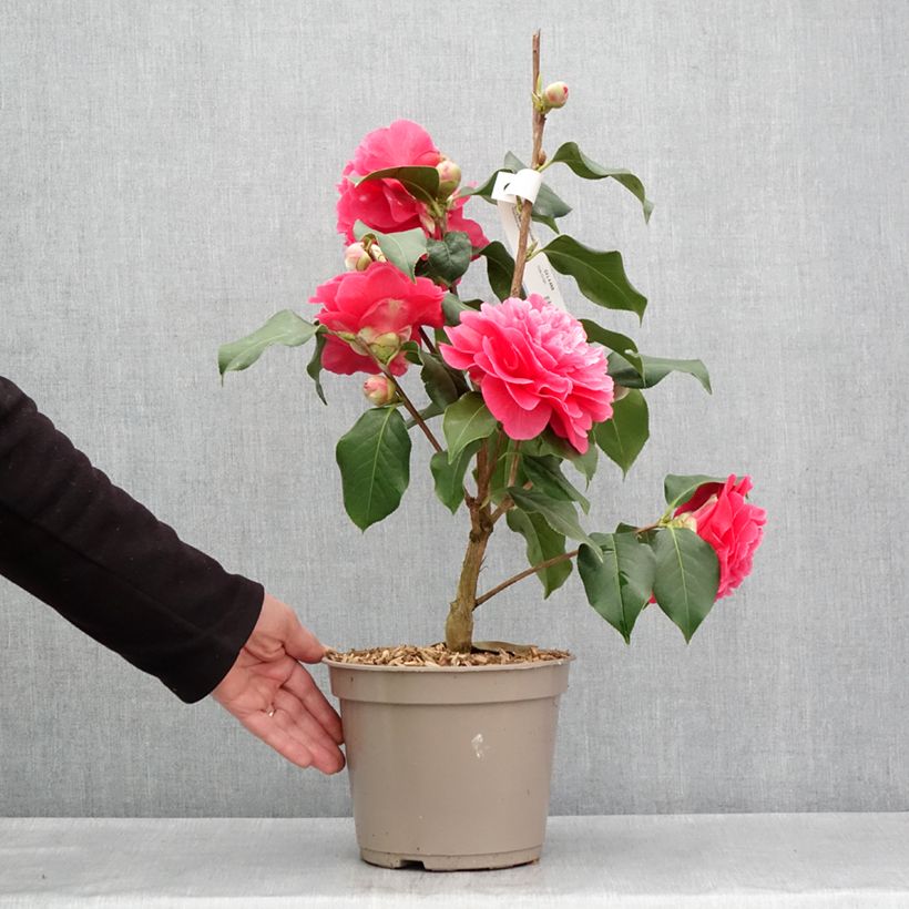 Example of Camellia reticulata Larry Piet - Kamelie Topf mit 4L/5L as you get in printemps