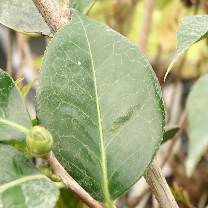 Camellia reticulata Lasca Beauty - Kamelie (Foliage)