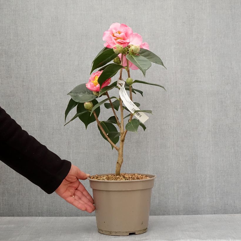 Exemplar von Camélia réticulé Lasca Beauty - Camellia reticulata Pot de 4L/5L wie im Winter geliefert