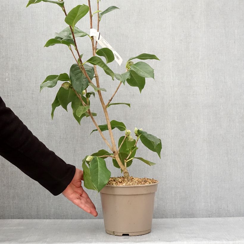 Exemplar von Camélia réticulé Lila Naff - Camellia reticulata Pot de 4L/5L wie im Winter geliefert