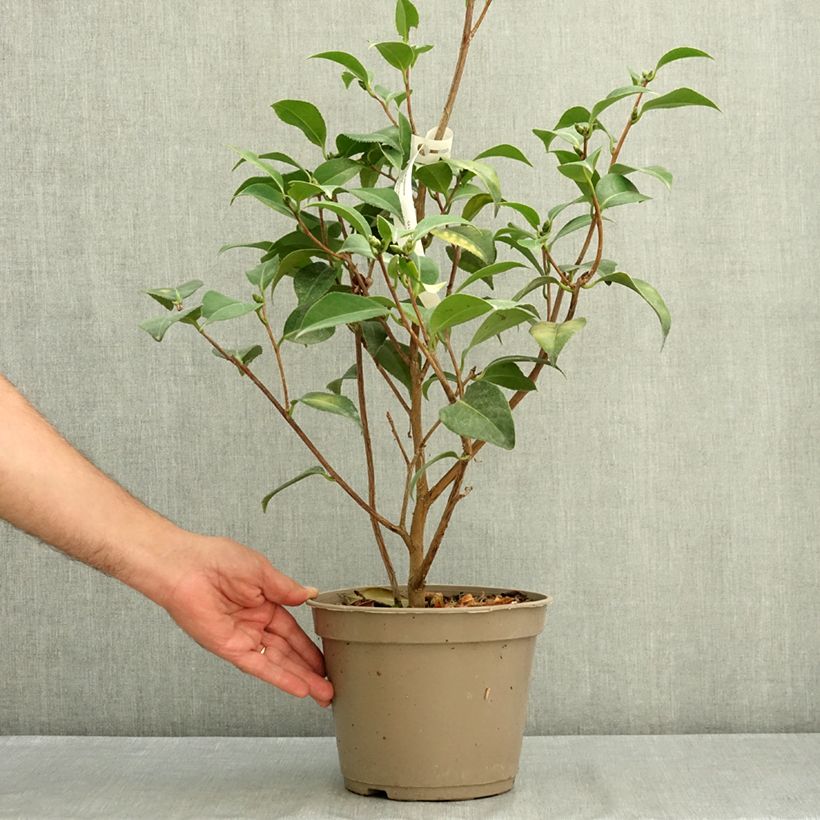 Exemplar von Camellia Spring Formal - Japanische Kamelie Topf mit 4L/5L wie im Sommer geliefert
