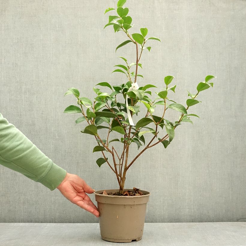 Exemplar von Camellia Spring Formal - Japanische Kamelie Topf mit 4L/5L wie im Frühjahr geliefert