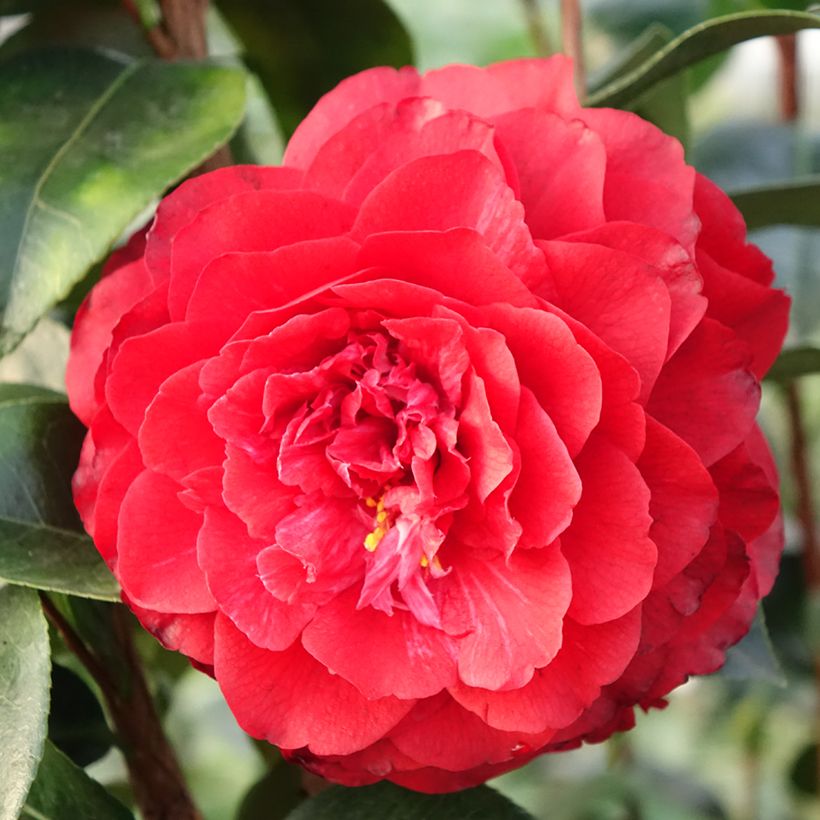 Camellia Stromboli - Japanische Kameliegoda - Kamelie (Blüte)