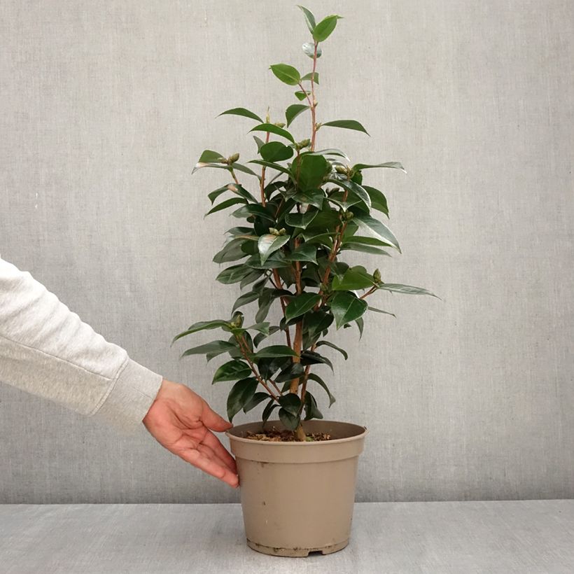 Exemplar von Camellia Stromboli - Japanische Kameliegoda - Kamelie Topf mit 4L/5L wie im Herbst geliefert