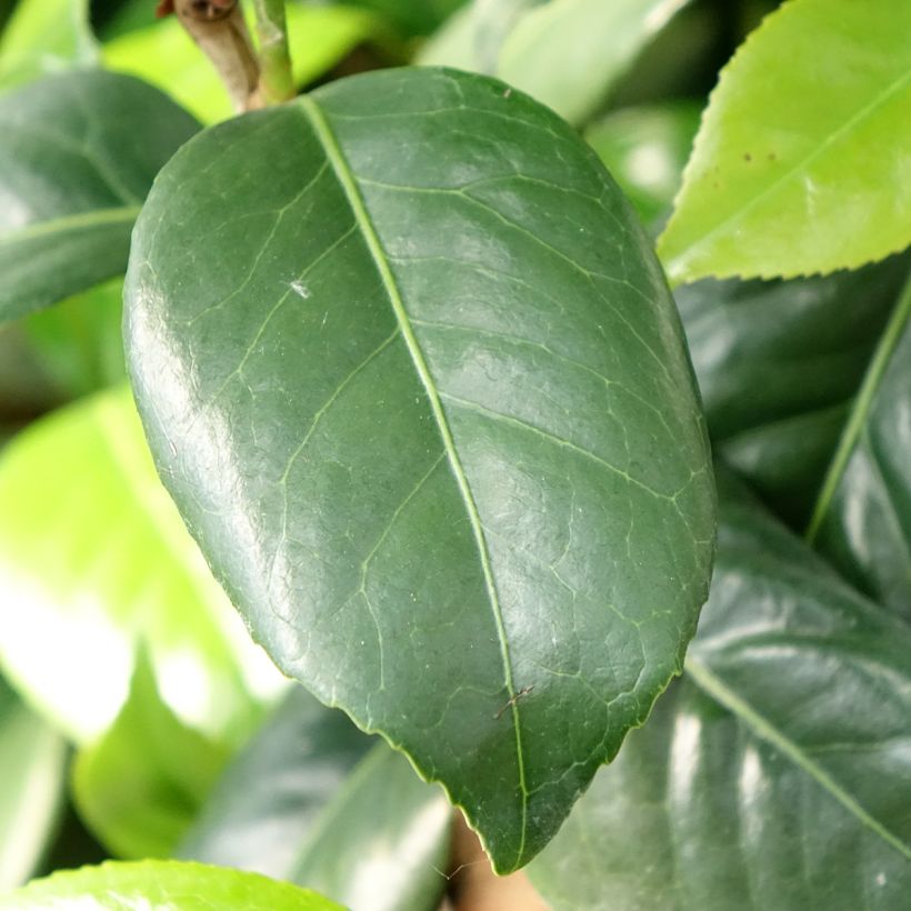 Camellia Tada Meibi - Japanische Kamelie (Laub)