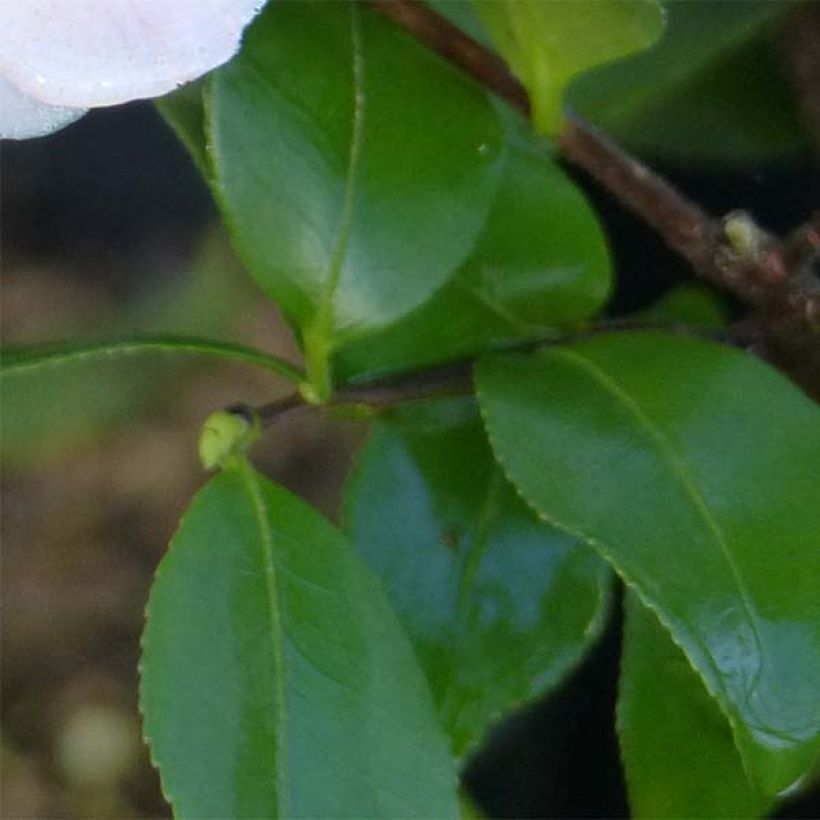 Camellia Cinnamon Scentsation - Kamelie (Laub)