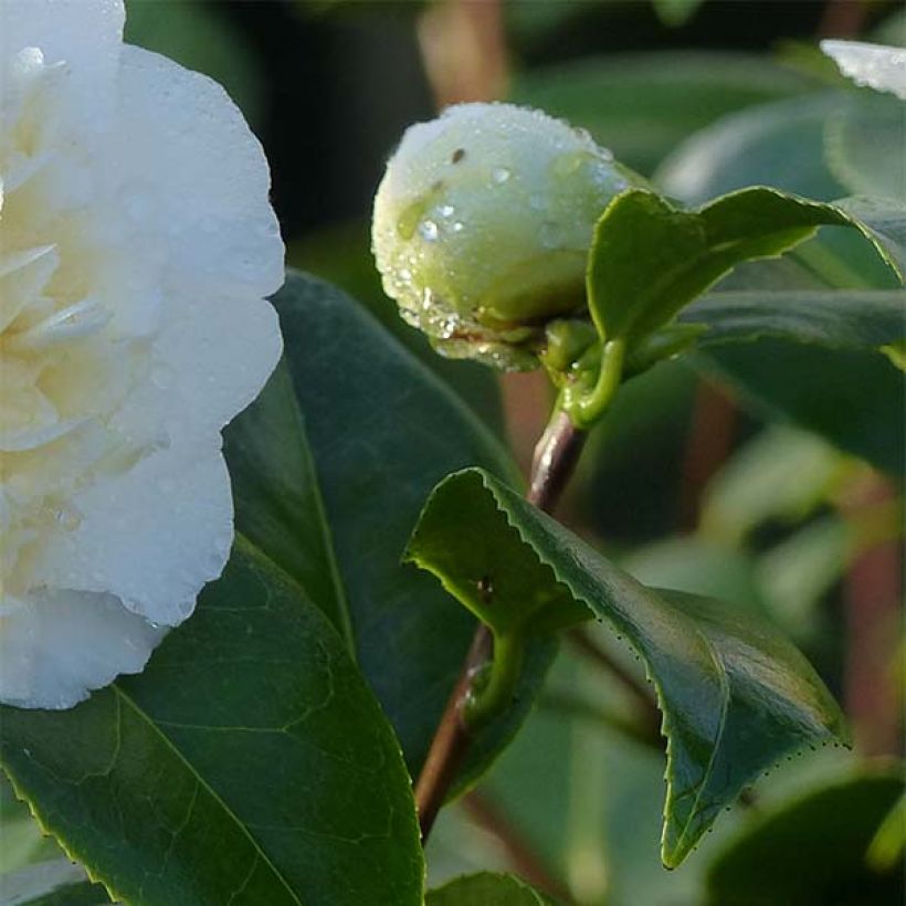 Camellia Jury's Yellow - Japanische Kamelie (Foliage)