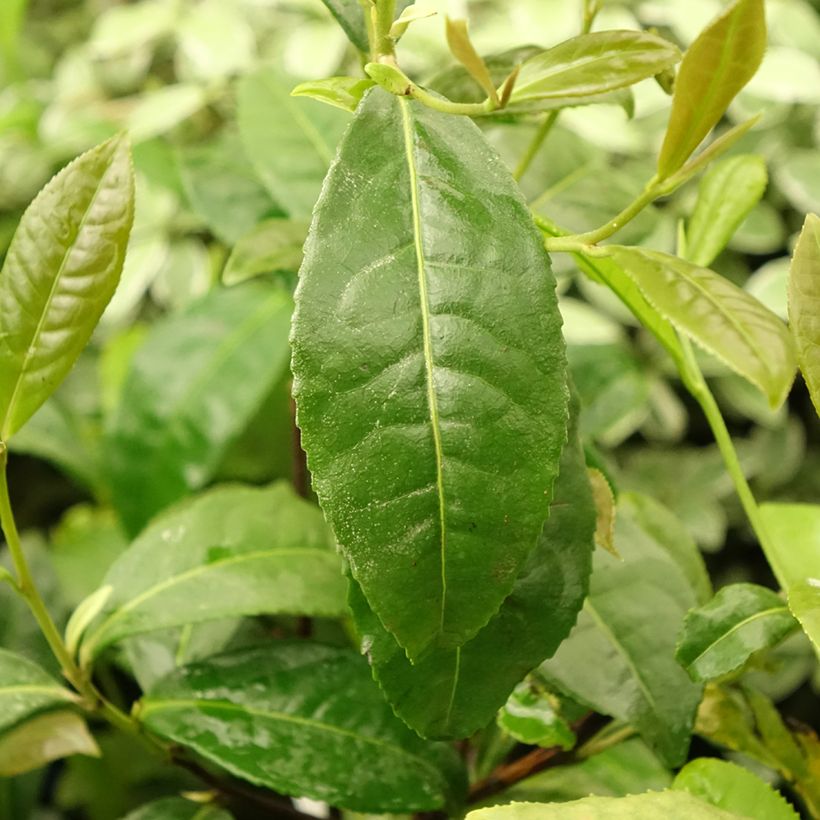 Chinesischer Teestrauch Théojardin - Camellia sinensis (Foliage)