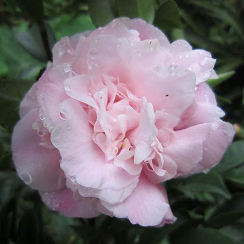 Camellia lutchuensis Sweet Emily Kate - Kamelie (Flowering)