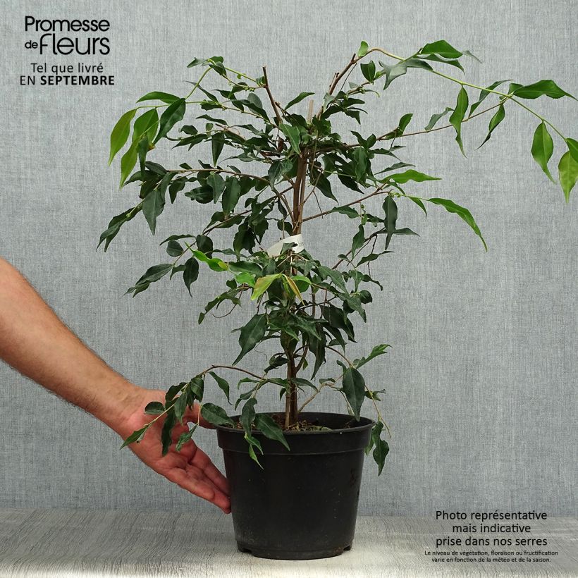 Exemplar von Camellia tsaii Topf mit 4L/5L wie im Herbst geliefert