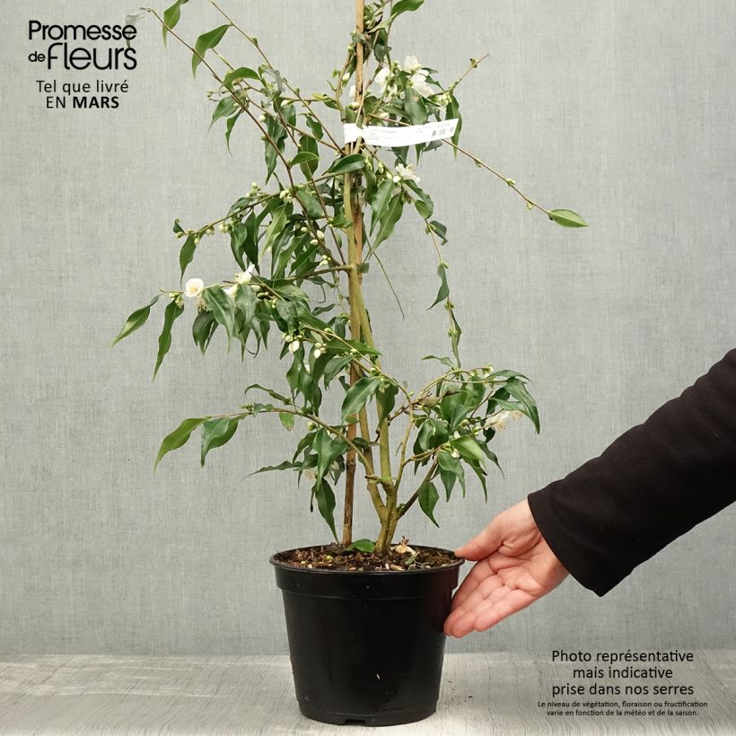 Example of Camellia tsaii Topf mit 4L/5L as you get in printemps