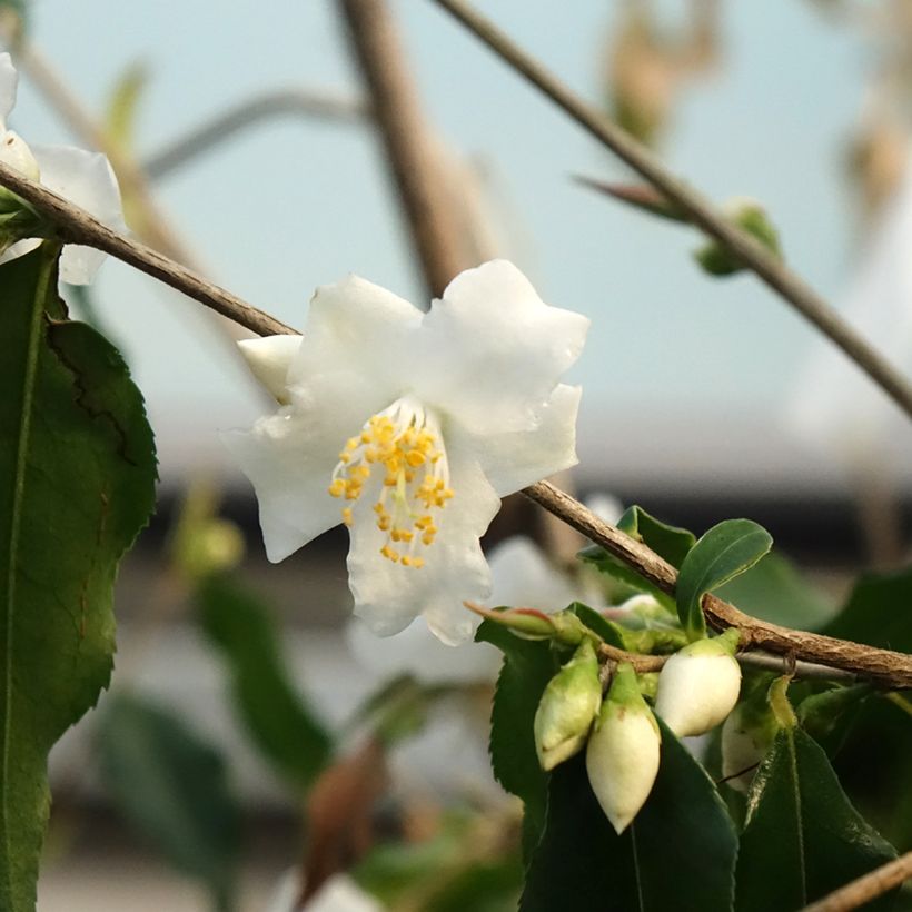 Camellia tsaii (Flowering)