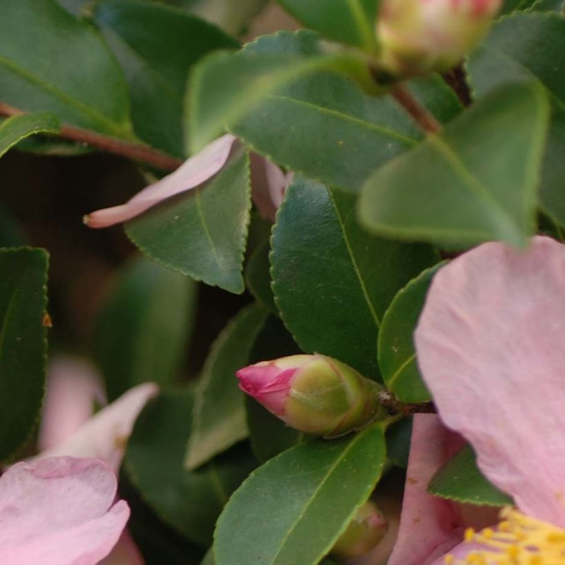 Camellia hiemalis Pink Goddess - Kamelie (Foliage)
