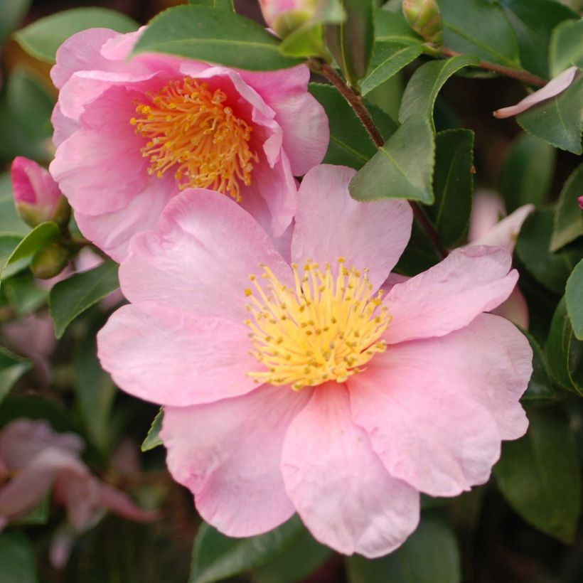Camellia hiemalis Pink Goddess - Kamelie (Flowering)