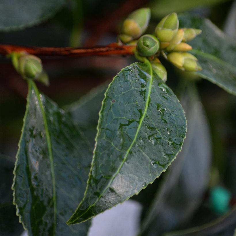 Camellia williamsonii Spring Daze - Kamelie (Foliage)