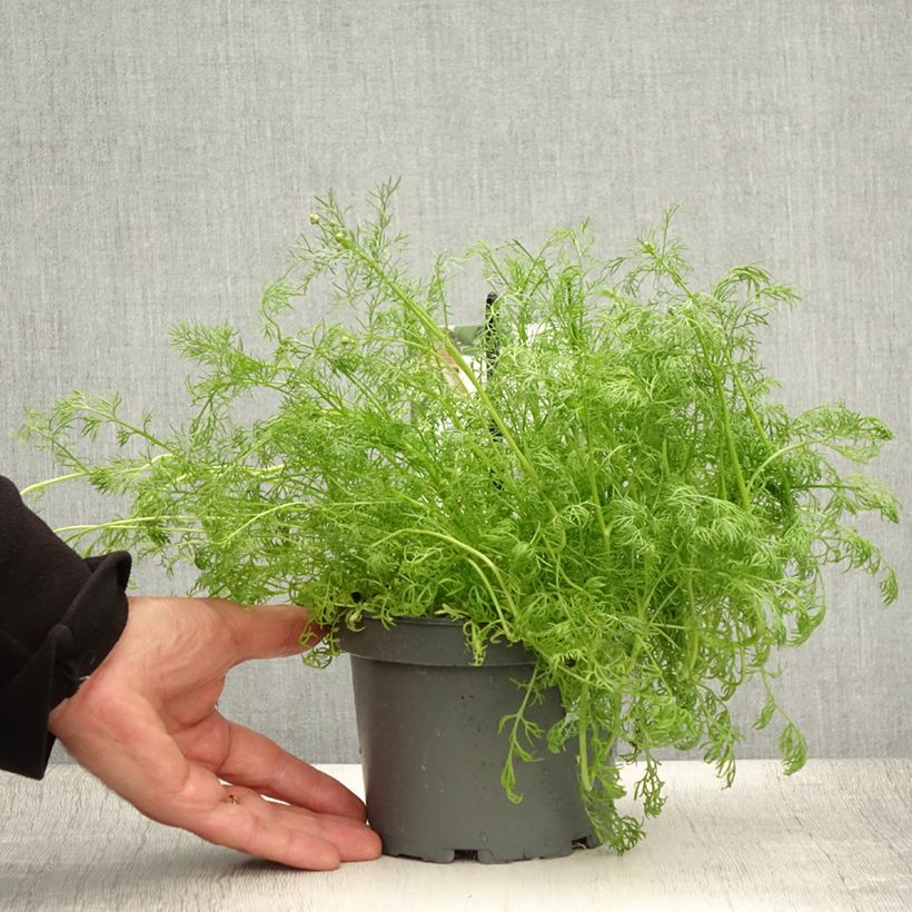 Exemplar von Echte Kamille - Matricaria camomilla Topf mit 1,5L/2L wie im Sommer geliefert