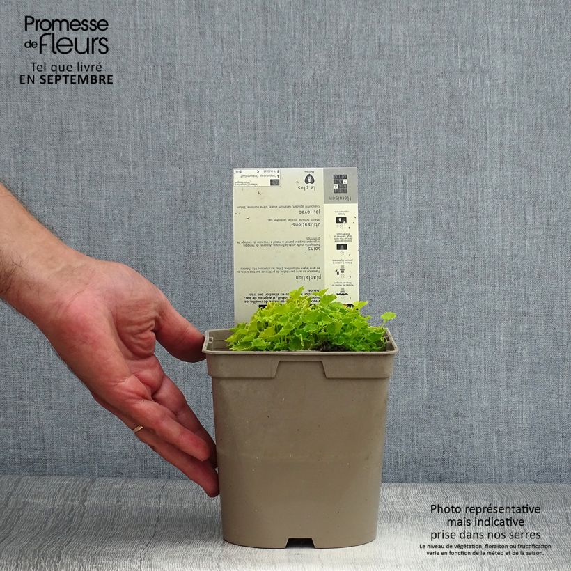 Exemplar von Campanula garganica Dickson s Gold - Sternpolster-Glockenblume Topf mit 2L/3L wie im Sommer geliefert