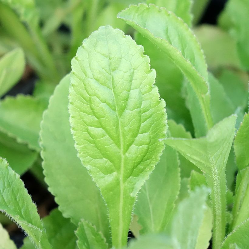 Marien-Glockenblume Blau - Campanula medium (Laub)