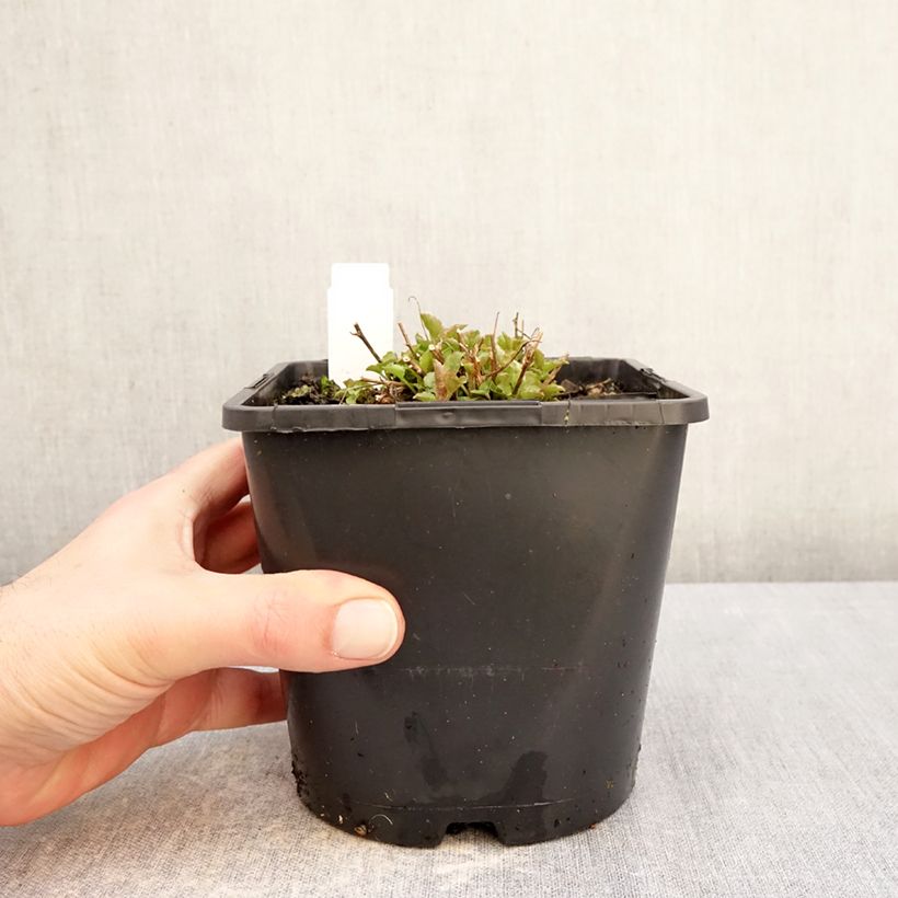 Example of Pfirsichblättrige Glockenblume La Bello - Campanula persicifolia Topf mit 2L/3L as you get in hiver