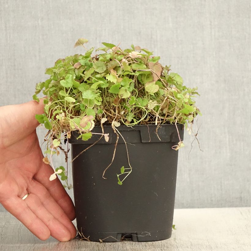 Example of Campanula poscharskyana - Hängepolster-Glockenblume Topf mit 2L/3L as you get in printemps