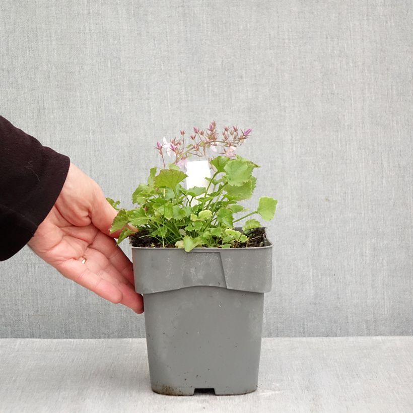 Exemplar von Campanula poscharskyana Lisduggan Variety - Hängepolster-Glockenblume Topf mit 2L/3L wie im Herbst geliefert
