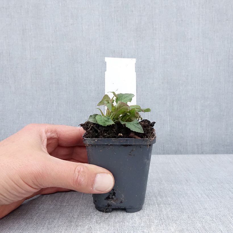 Example of Campanula punctata Milky Way - Pyramiden-Glockenblume Kleine Töpfe von 8/9 cm as you get in printemps