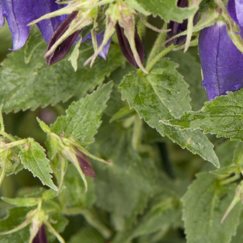 Campanula Sarastro - Großblütige Glockenblume (Foliage)