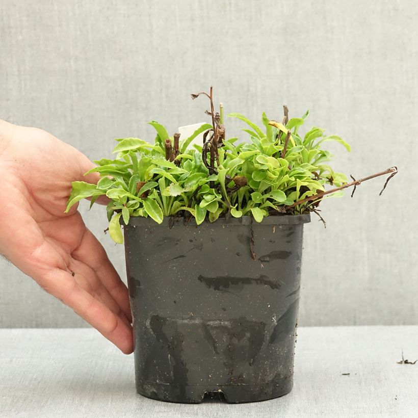 Exemplar von Pfirsichblättrige Glockenblume La Bonne Amie - Campanula persicifolia Topf mit 1,5L/2L wie im Sommer geliefert