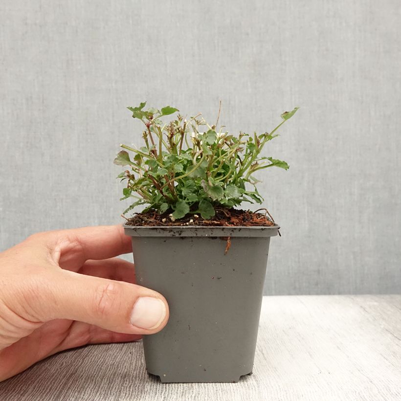 Exemplar von Campanula Royal Wave - Karpaten Glockenblume Kleine Töpfe von 8/9 cm wie im Sommer geliefert