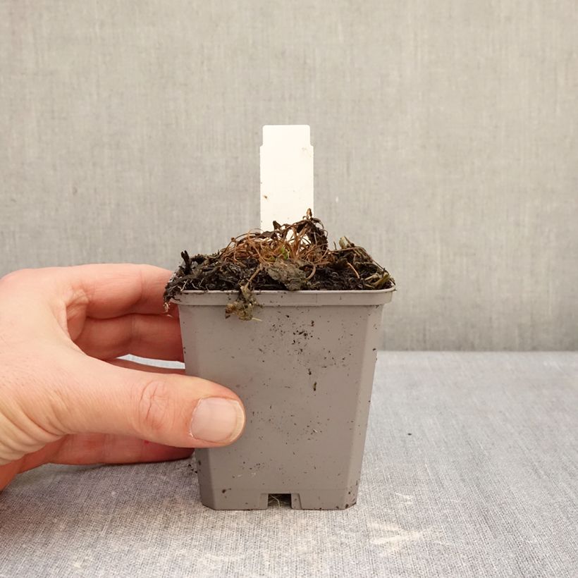 Example of Campanula carpatica Weiße Clips - Karpaten-Glockenblume Kleine Töpfe von 8/9 cm as you get in hiver