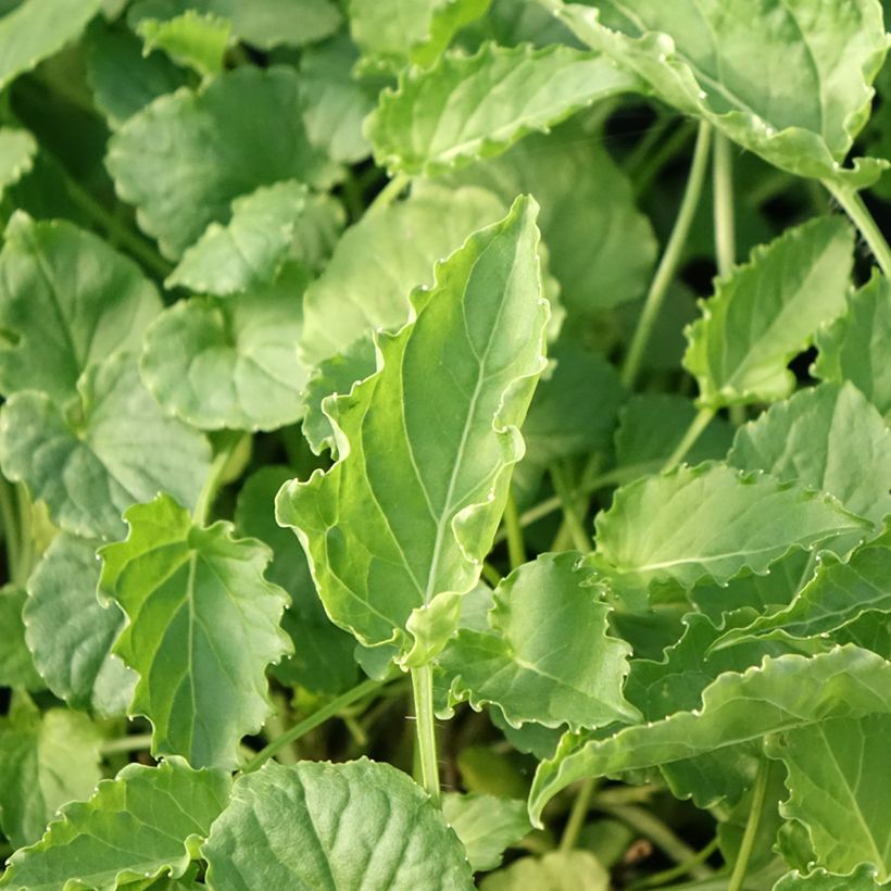 Campanula carpatica Weiße Clips - Karpaten-Glockenblume (Foliage)